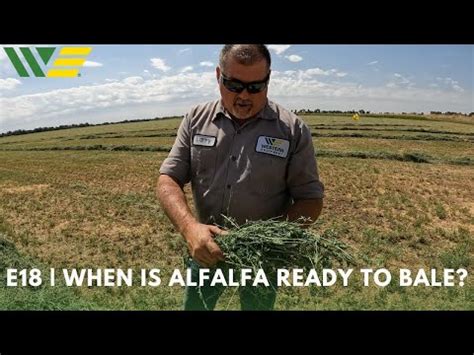 How many flakes in a bale of alfalfa  Grain = 5